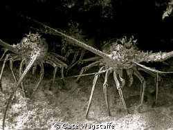 Road to Atlantis was the name of this dive site... and th... by Cate Wagstaffe 